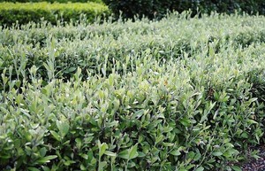 Products: Corokia - Geenty's Green 2.5L