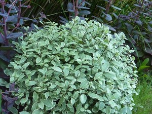 Products: Pittosporum tenuifolium Wrinkle Blue 6L