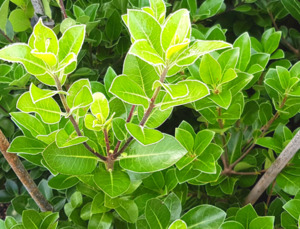 Products: Pittosporum - Stephens Island 6L