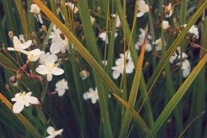 Products: Libertia Ixioides 2.5L