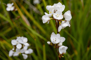 Products: Libertia Grandiflora 2.5L