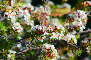 Products: Kunzea Ericoides (Kanuaka) 6L