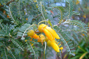 Products: Kowhai - Sophora Molloyii (Dragons Gold) 6L