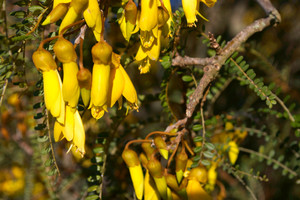 Products: Kowhai - Sophora Microphylla 10L