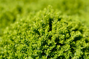 Products: Hebe Emerald Gem 2.5L