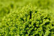 Hebe Emerald Gem 2.5L
