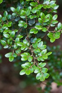 Products: Fuscospora Cliffortioides (Mountain Beech) 10L