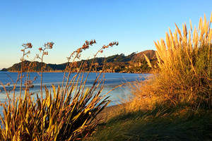 Products: Flax - Phormium Tenax 2.5L