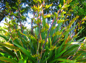 Products: Phormium Cookianum (Mountain Flax) 2.5L
