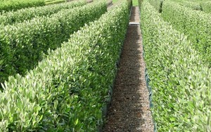 Products: Corokia - Geenty's Green 6L