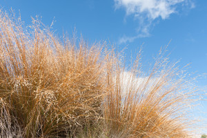 Products: Chionochloa Rubra (Red Tussock) 2.5L