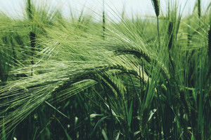 Products: Chinochloa Flavicans (Dwarf Toe Toe) 2.5L