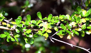 Products: Coprosma Propinqua 2.5L