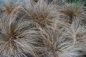 Products: Carex Comans Bronze2.5L