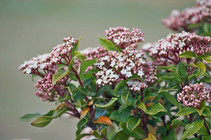 Products: Viburnum Tinus 6L