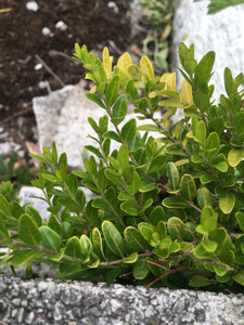 Products: Lonicera Nitida 2.5L