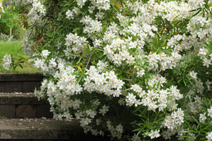 Products: Choisya Aztec Pearl (Mexican Orange Blossom) 2.5L