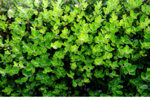 Products: Pittosporum - Stephens Island 2.5L