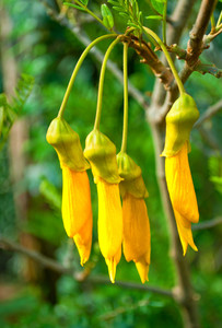 Products: Kowhai - Sophora Molloyii (Dragons Gold) 2.5L