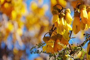 Products: Kowhai - Sophora Microphylla 2.5L