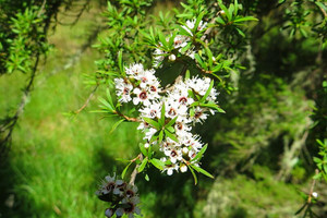 Products: Kunzea Ericoides (Kanuka) 2.5L
