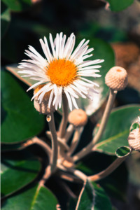 Products: Pachystegia Rufa (Marlborough Rock Daisy) 2.5L
