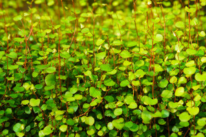 Products: Muehlenbeckia Astonii 0.9L