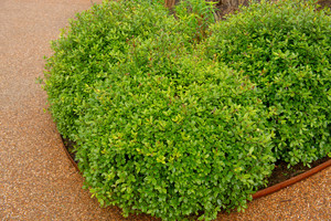 Products: Pittosporum Golf Ball 2.5L