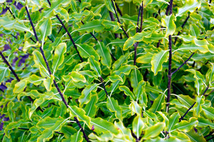 Products: Pittosporum Eugenioides (Lemonwood) 2.5L