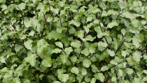 Pittosporum tenuifolium Wrinkle Blue 2.5L