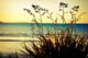 Phormium Tenax 0.9L