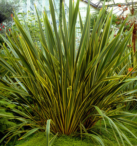 Products: Phormium Cookianum (Mountain Flax) 0.9L