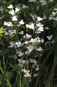 Products: Libertia Ixioides 0.9L