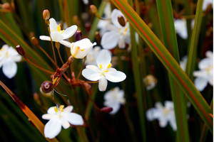 Products: Libertia Grandiflora 0.9L