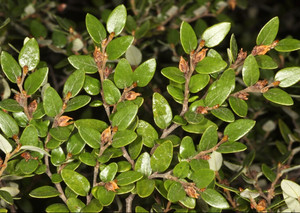 Products: Fuscospora Cliffortioides (Mountain Beech) 2.5L