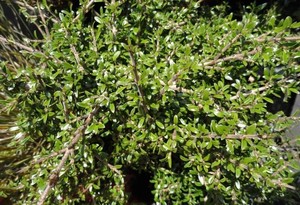 Products: Coprosma Propinqua 0.9L