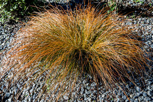 Products: Carex Comans Bronze 0.9L
