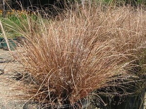 Products: Anemanthele Lessoniana (Windgrass) 2.5L