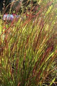 Products: Anemanthele Lessoniana (Windgrass) 0.9L
