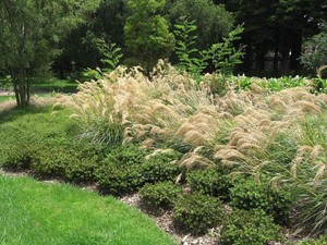 Products: Chinochloa Flavicans (Dwarf Toe Toe) 0.9L