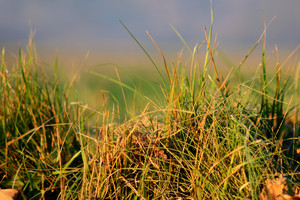 Products: Chionochloa Rubra (Red Tussock) 0.9L