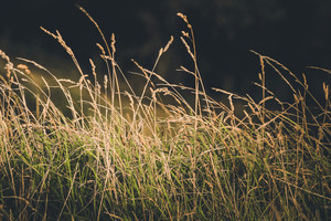 Products: Poa Cita (Silver Tussock) 0.9L