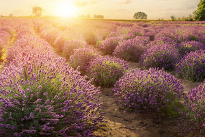 Products: Lavender Stoechas (French/Spanish) 2.5L