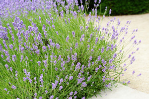 Products: Lavender Angustifolia Hidcote 2.5L