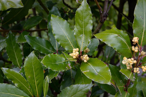 Products: Laurus Nobilis (Bay Tree) 6L