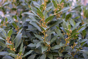 Products: Laurus Nobilis (Bay Tree) 2.5L
