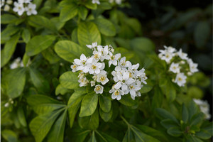 Products: Choisya Ternata (Mexican Orange Blossom) 6L