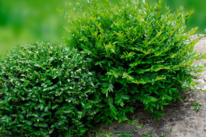 Products: Lonicera Nitida 0.9L