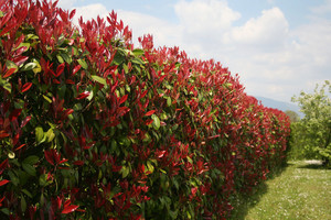 Products: Photinia Red Robin 2.5L