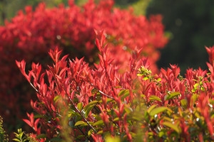 Products: Photinia Red Robin 0.9L